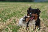 BERGER AUSTRALIEN - ADULT & PUPPY 121